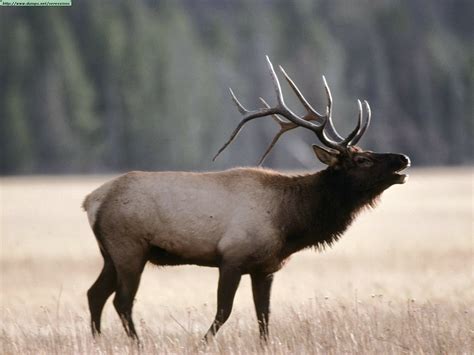 Download Animal Elk Wallpaper