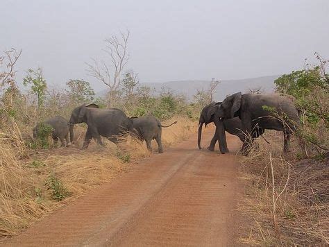 Wild life in Benin | National parks, Park, Wildlife