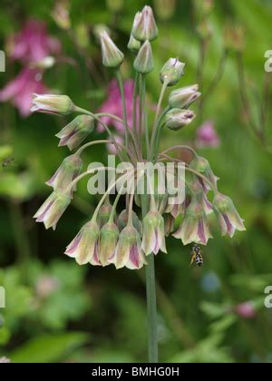 Raceme Inflorescence Stock Photo: 164172653 - Alamy