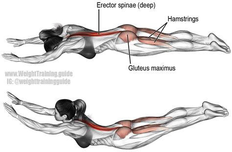 Superman exercise. Main muscles worked: Erector Spinae, Gluteus Maximus, and Hamstrings. See ...