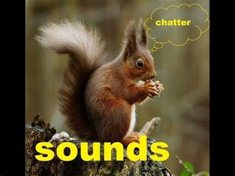 Red Squirrel Chatter Sound Effects All Sounds - YouTube | Red squirrel, Squirrel, Sound effects