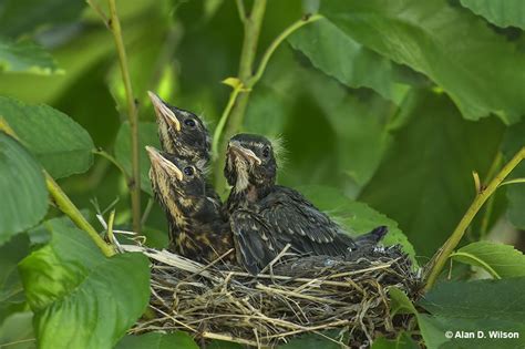 Baby Robin - Identification, Diet & Lifecycle