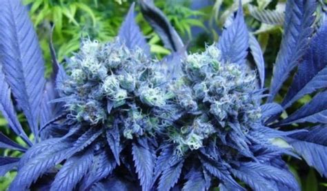 Blueberry Yum Yum Cannabis Strain Information & Review - ILGM