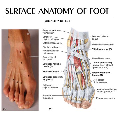 Foot Ankle Anatomy Chart Poster Laminated | domundocoaching.com