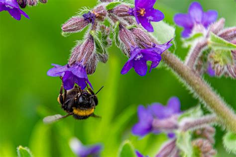 Bumblebee | Matjaž Mirt | Flickr