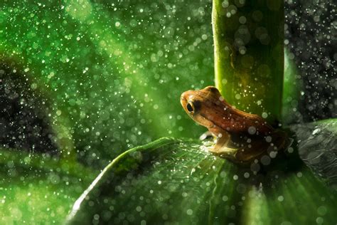 Download Animal Frog HD Wallpaper