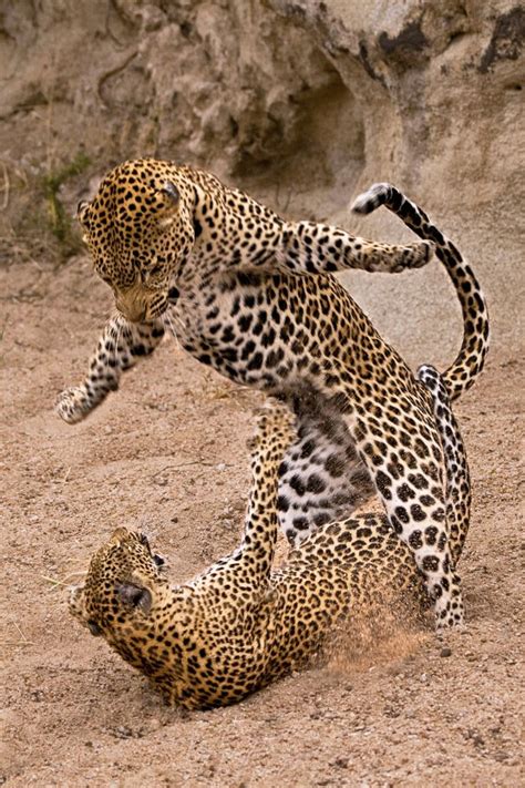 Mating Leopard Jump | Animals, Wild cats, Animals wild