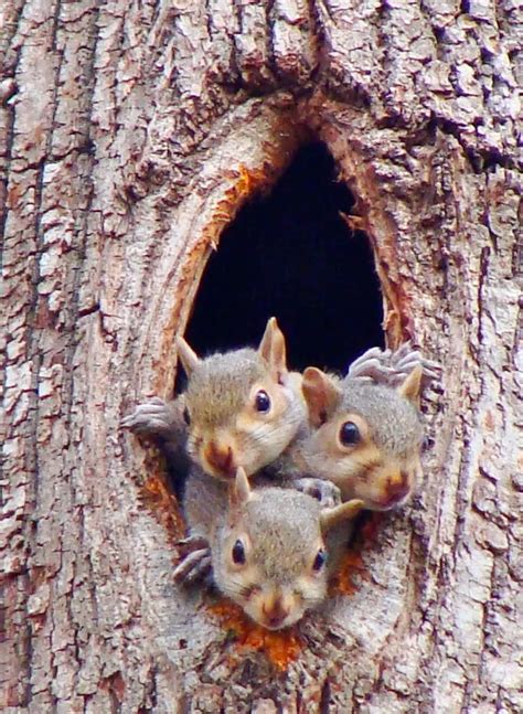 Grey squirrels living in a tree on Watermelon Creek, in my back yard ...