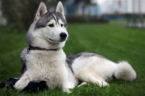 Siberian Husky Snow Dogs HD Wallpapers