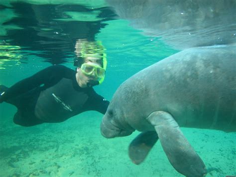 Snorkeling with Manatees in Crystal River | Crystal River, Florida Eco ...