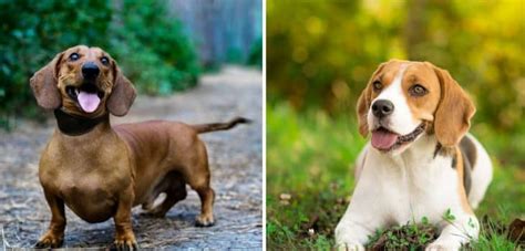 Dachshund Beagle Mix Puppies – An Adorable Mix Of Two Awesome Dogs ...