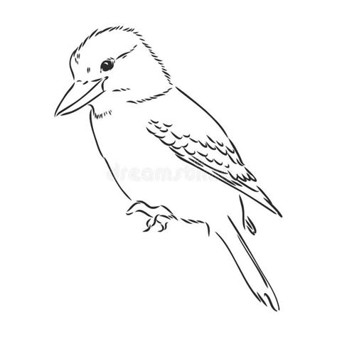 Black Outlined Kookaburra Bird Vector Drawing