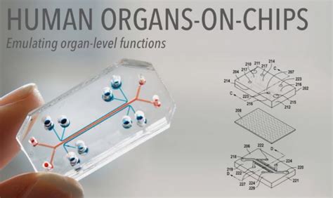 Organ on a chip: New setup for lab testing - Civilsdaily