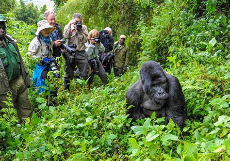 Rwanda Gorilla Experience - Portfolio Travel Collection