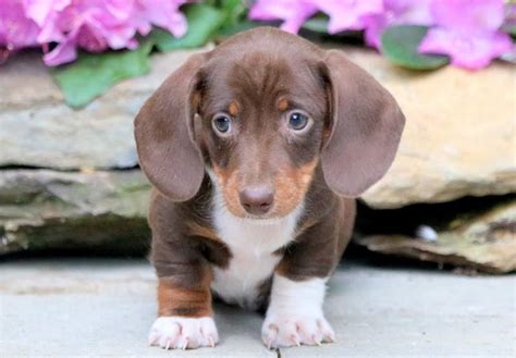 Buster | Dachshund - Miniature Puppy For Sale | Keystone Puppies