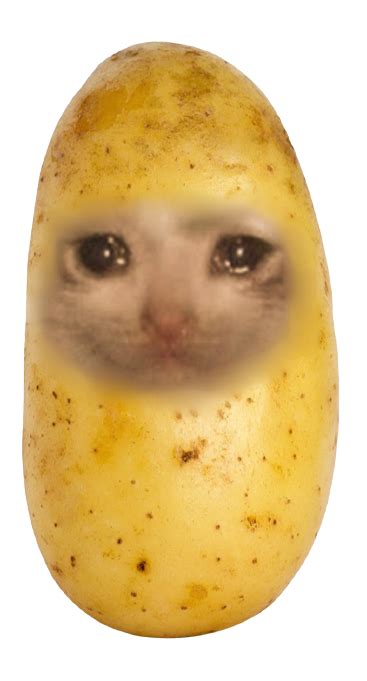 Sad Potato Cat Meme