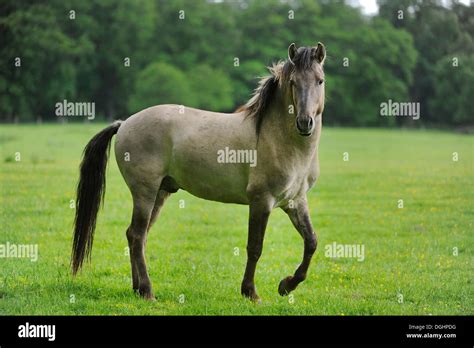 Tarpan (Equus ferus gmelini, Equus gmelini), selective breeding, breeding back, municipal game ...