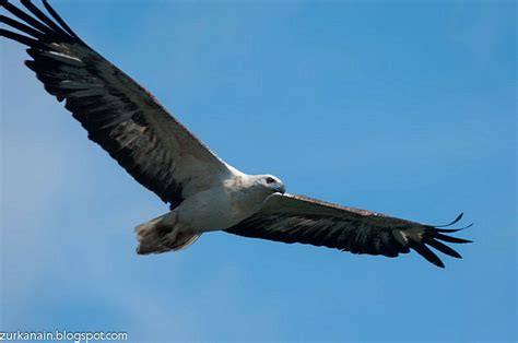 Zul Ya - Birds of Peninsular Malaysia: White Bellied Sea Eagle