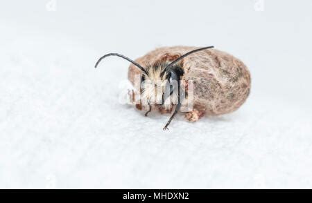 Cocoon from the Blue Orchard Bee (Osmia lignaria Stock Photo - Alamy