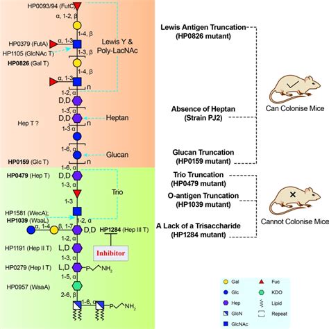 Figure 2 Redefinition of Heliobacter pylori lipopolysaccharide domain