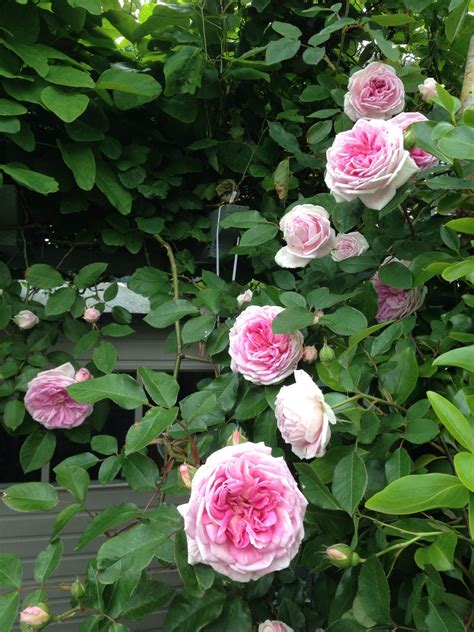 David Austin roses in my garden beautifully scented David Austin Roses, Cottage Gardens, Rose ...