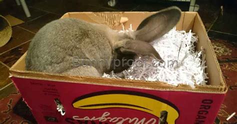 How to build a digging box for your bunny