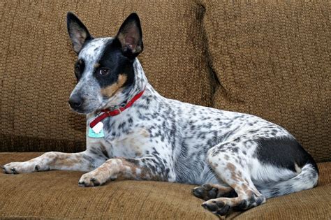 Dogs who remind me of my dog. | Blue heeler dogs, Rat terrier mix, Bichon dog