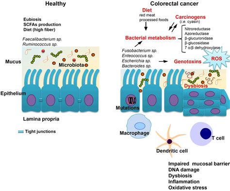 Gut Microbiota And Immune System