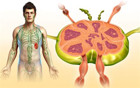 What are nodes biology? – ouestny.com