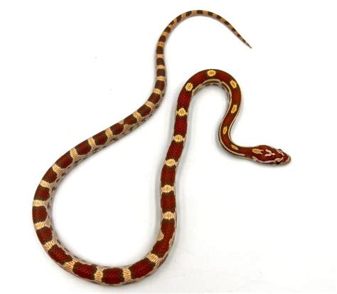 Corn Snake Morphs and Genetics: The Ultimate Guide