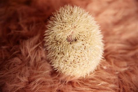 Hedgehog spikes background stock photo. Image of textured - 14157664