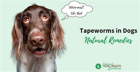 Eliminate Tapeworms in Dogs Using Natural Home Remedies