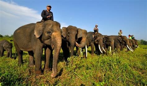 Way Kambas National Park, Attractions and Elephant Conservation ...