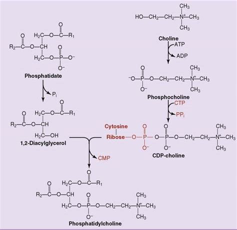 The Metabolism of Membrane Lipids | Basicmedical Key