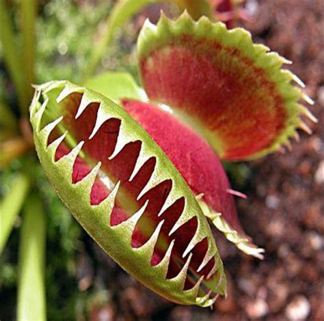 Venus Flytrap Seeds, Mosquitoes Fly Insects Carnivorous Plants, 100pcs ...