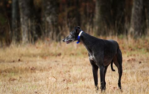 What it means to adopt a greyhound – The Greyhounds' Yarn