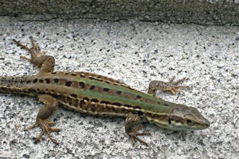 Italian wall lizard - Invasive Species Council of British Columbia