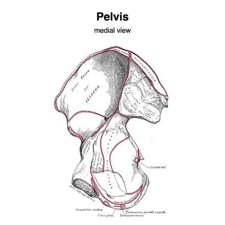 Pelvis | Radiology Reference Article | Radiopaedia.org