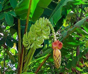 musa textilis - Abacá, is a species of banana native to the Philippines ...