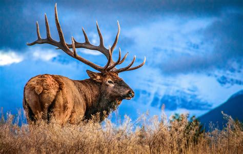 Entries are open for the second annual Wyoming Wildlife calendar photo ...