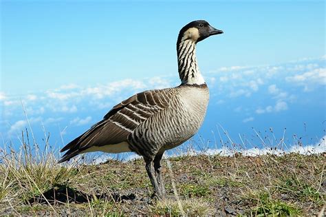 What Animals Live In Hawaii? - WorldAtlas.com