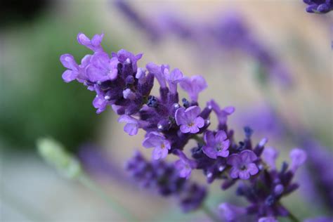 Download Free Lavender Flower Backgrounds | PixelsTalk.Net