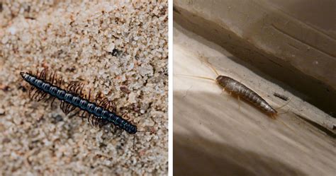 House Centipede Size