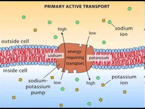 Primary Active Transport | Biochemistry, Anatomy and physiology, Primary