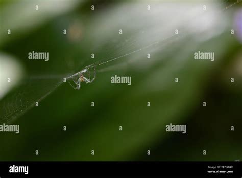 Common Garden Spider in web Stock Photo - Alamy