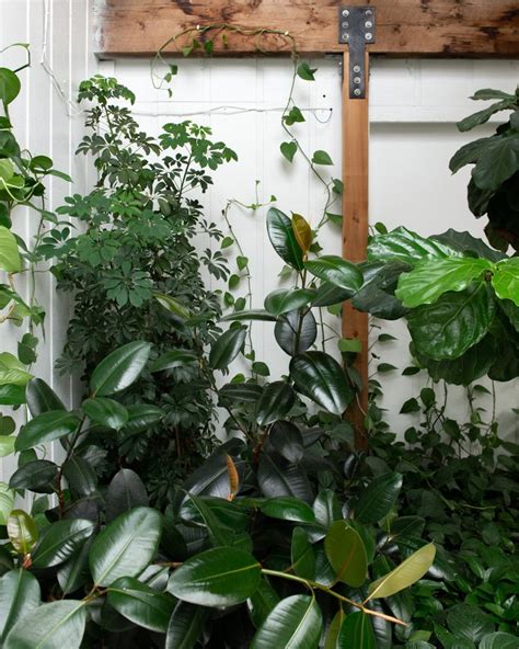 another beautiful day here in the atrium 🌿🌿🌿 | House plants indoor ...