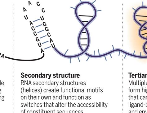 Tertiary Structure Of Rna