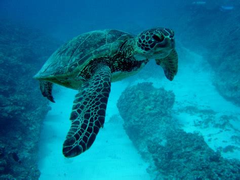 Sea turtles make surprising migration when young - Technology & science ...