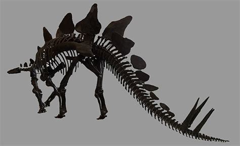 Stegosaurus is most recognized for the large plates on its back.