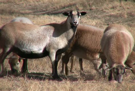 Pelibuey Sheep Stock Footage Video 123169 - Shutterstock